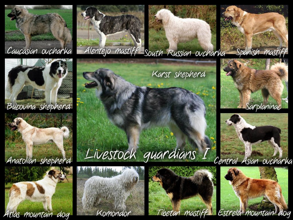 Varios Livestock Guardian Dogs